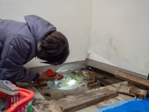 Best Attic Mold Removal  in Union Springs, NY