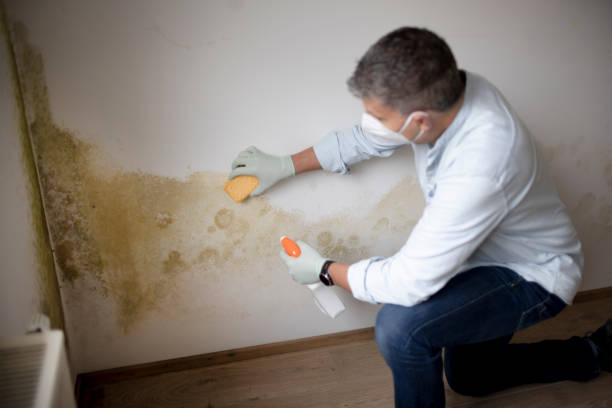 Best Mold Odor Removal Services  in Union Springs, NY